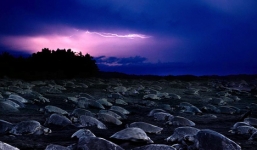  Hàng triệu con rùa đổ bộ lên bãi biển