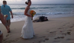 Rùa biển 'khủng' đẻ trứng ngay tại lễ cưới