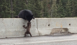 Xúc động gấu mẹ cứu con trên đường cao tốc