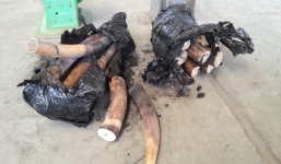 Một tấn ngà voi được ngụy trang bằng than củi để chuyển sang Trung Quốc