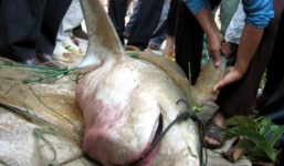 Cá mập 'khủng' nặng 80kg chết gần bãi tắm Quy Nhơn 