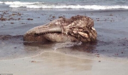Bãi biển đóng cửa vì xuất hiện đầu quái vật cá voi khổng lồ 