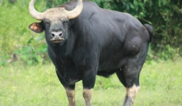 Nóng từ địa phương ngày 26/5: Quảng Nam - Bò tót 'khủng' húc chết 1 người