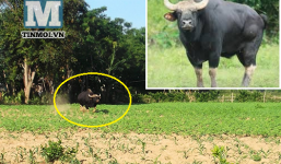 Quảng Nam: Bò tót húc hàng loạt người dân, 1 người chết 4 người bị thương