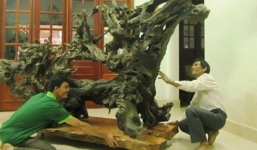 Khi gốc cây, gỗ mục có giá bạc tỷ