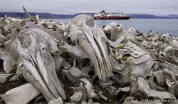 Rùng mình bãi biển nghĩa địa cá voi dải đầy xương trắng