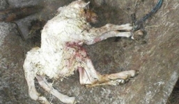 Chú cừu 6 chân mới chào đời ở Ai Len