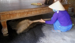 Mất ăn mất ngủ vì hàng triệu con côn trùng 'đậu đen' ào vào nhà