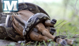 Trăn đá khổng lồ quằn quại nuốt gọn linh dương