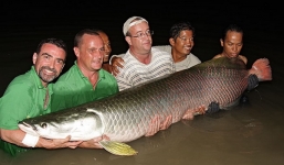 Cận cảnh 'thủy quái' ăn thịt hung dữ nhất vùng Amazon