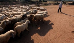 Nóng từ địa phương ngày 28/5: Ninh Thuận - Em bé chăn cừu ngã xuống giếng chết đuối