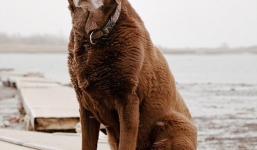 Những chú chó anh hùng được vinh danh trong vụ 11/9