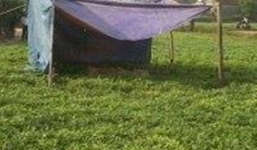 Tạm giữ nghi can sát hại nam thanh niên tại ruộng lạc