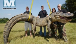 Cận cảnh loài quái vật ăn thịt đáng sợ nhất vùng đầm lầy Florida