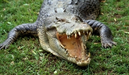 Cá sấu nhập viện cấp cứu vì bị người phụ nữ nặng hơn 100kg đè lên