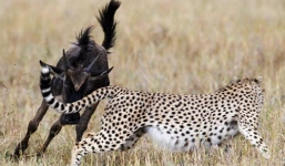 Báo đốm hung hãn bị linh dương đầu bò truy sát đến cùng