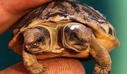 Cận cảnh chú rùa có hai đầu ở Nam Phi