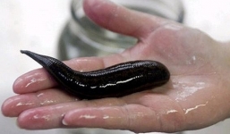 Những loài 'ma cà rồng' khát máu nhất trên thế giới