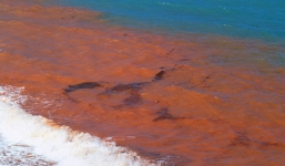 Vì sao xuất hiện hiện tượng thủy triều đỏ đáng sợ? 