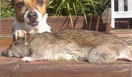 Bắt được chuột khổng lồ dài hơn 1 mét