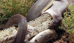 Trăn nuốt chửng cá sấu 'khủng' như thế nào?