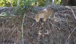 Báo đốm đói mồi liều mình lao xuống sông vồ rái cá