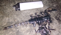 Bò cạp khủng vào nhà dân, chích cháu bé bất tỉnh