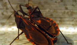 Bọ xít hút máu người 'tấn công' nội thành Hà Nội