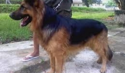 Gần 100 chó nghiệp vụ được điều đến Vũng Áng