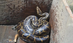 Bí ẩn 'rắn khổng lồ' ở Hà Giang 