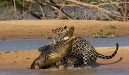 Báo gấm liều mình săn cá sấu Nam Mỹ