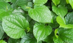 Bị những bệnh sau, dùng lá lốt trị là khỏi