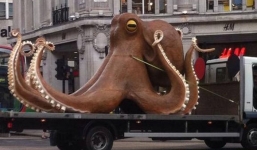 Cận cảnh bạch tuộc khổng lồ mắc kẹt trên đường phố