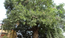 Ngôi miếu không cho người treo cổ lè lưỡi, phù mặt?