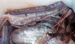 Cận cảnh 'thủy quái' giống rồng xuất hiện trên bờ biển Đà Nẵng