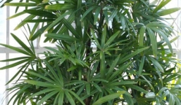 Những loại cây làm sạch không khí cực tốt nên trồng trong nhà