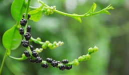 Những bài thuốc từ mồng tơi chữa bệnh thường gặp hiệu quả 