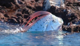 Giải mã “thủy quái” giống rồng vào bờ biển báo tin động đất