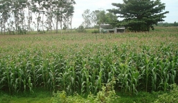 Bé gái thiểu năng bị kẻ đồi bại hãm hiếp giữa ruộng ngô