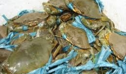 Phạt thương lái Trung Quốc mua cua trái phép