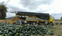 Xuất hiện người Trung Quốc thuê đất trồng dưa hấu giống lạ ở Gia Lai