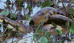 Xem trăn xanh Anaconda nuốt cá sấu Caiman