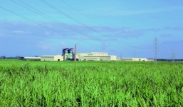 Bầu Đức chi 6.000 tỷ đồng chăn nuôi bò 