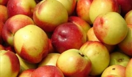 Những điều tối kỵ khi ăn quả mận, đào vào mùa hè