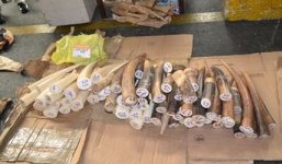 Thu giữ 77 ngà voi trị giá 4,4 tỷ đồng ở sân bay Tân Sơn Nhất