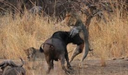 Sư tử bị trâu rừng quay như chong chóng