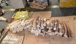 Lô ngà voi hơn 4 tỷ đồng bị bắt giữ tại sân bay