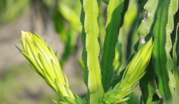 Thương lái Trung Quốc thu gom bông thanh long 3.500 đồng/kg