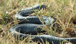 Cận cảnh loài rắn Mamba cực độc đáng sợ nhất vùng Châu Phi