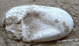 Tìm thấy trứng thằn lằn bay 120 triệu năm ở Trung Quốc